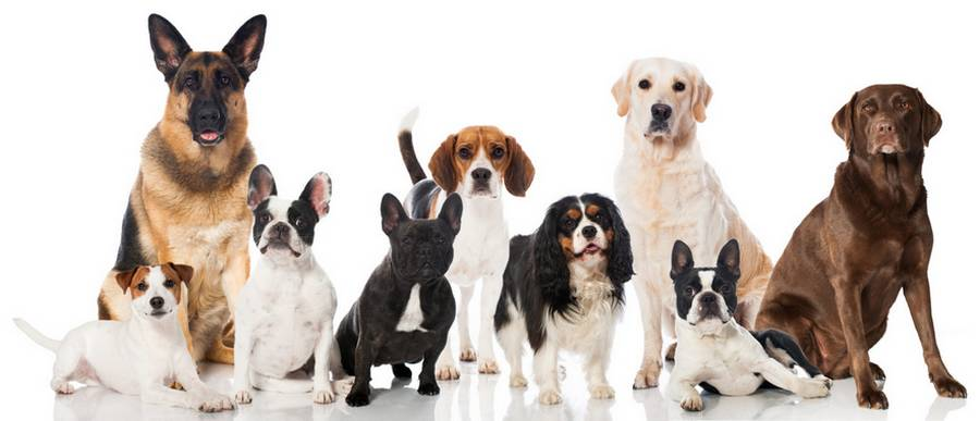 Pour votre chien