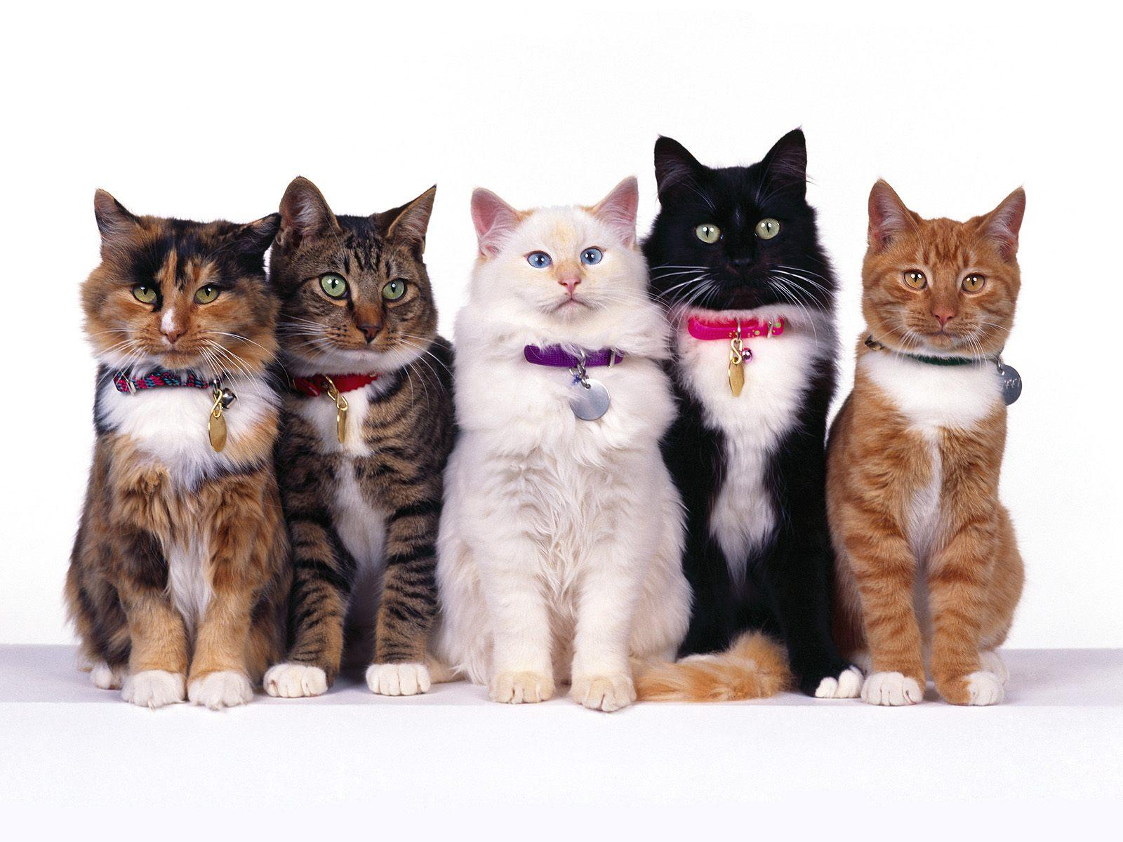 Pour votre chat