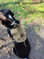 GPS connecté pour animaux de compagnie.
