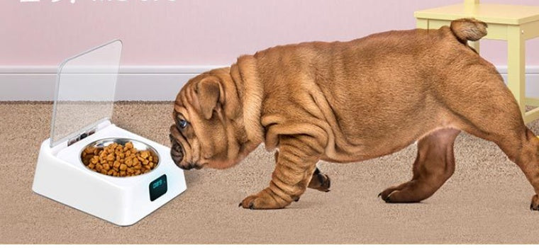 Distributeur automatique de nourriture pour animaux de compagnie Bowl.