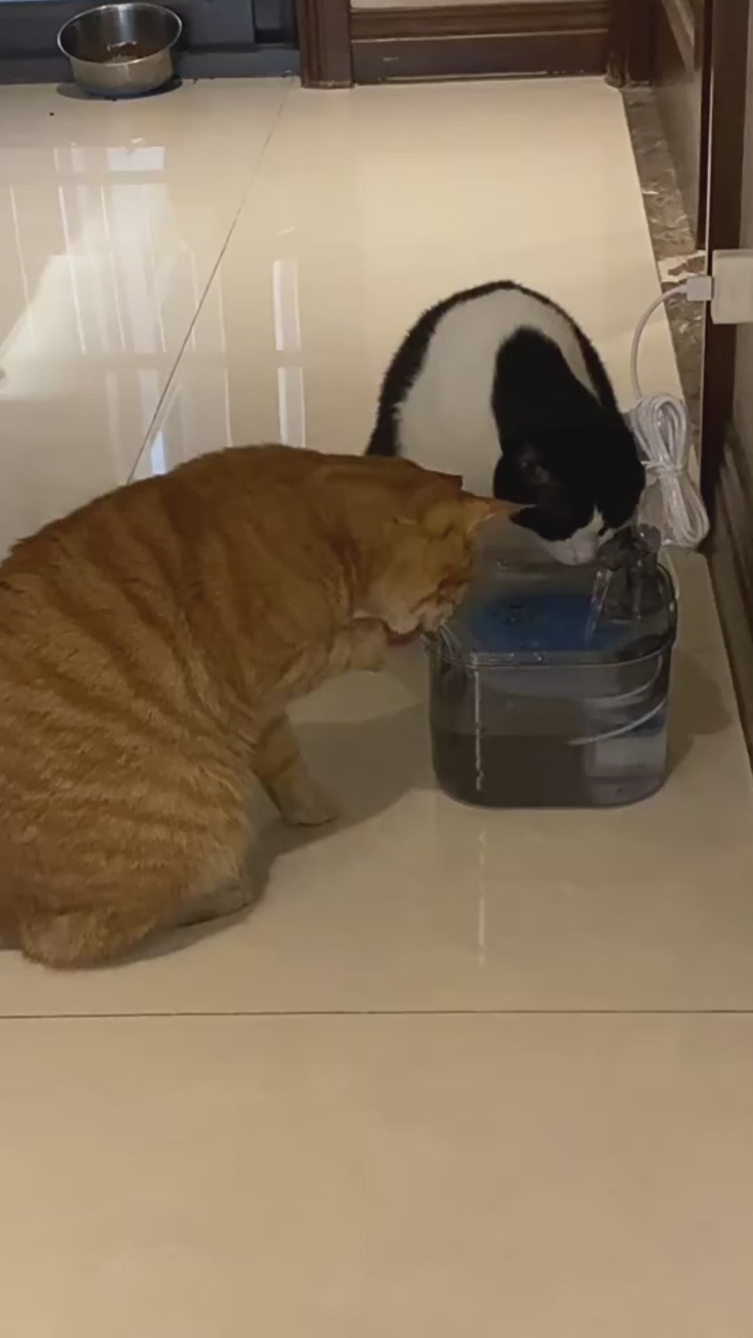 Distributeur intelligent d'eau automatique pour votre animal.
