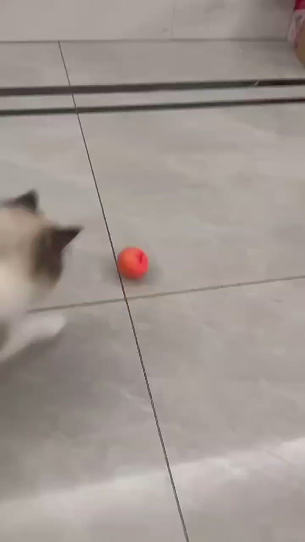 Balle interactive pour faire jouer votre animal préféré !