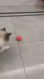 Balle interactive pour faire jouer votre animal préféré !