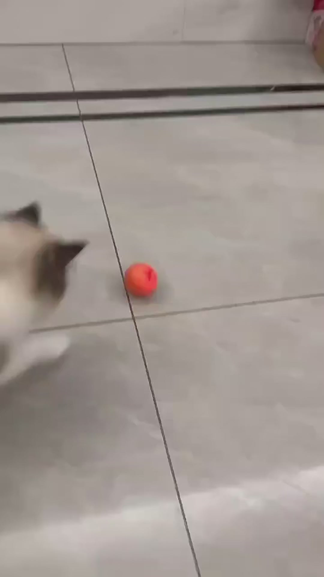 Balle interactive pour faire jouer votre animal préféré !