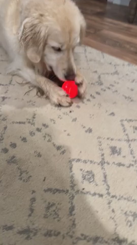 Balle interactive pour faire jouer votre animal préféré !
