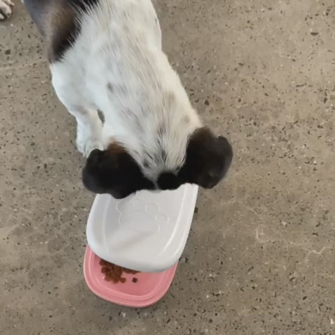 Distributeur de nourriture avec minuteur intelligent pour chiens et chats.